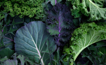 Top 5 Power Packed Leafy Greens to Revitalize Your Health